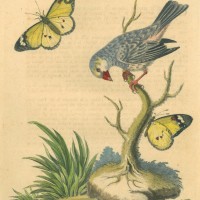 VÖGEL. - Spatz. Bild 1