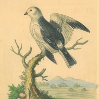 VÖGEL. - Schneevogel. Bild 1