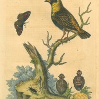 VÖGEL. - Grünschlüpfer. Bild 1
