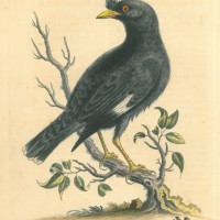 VÖGEL. - Star. Picture 1