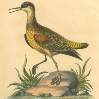 VÖGEL. - Wasserläufer. Bild 1