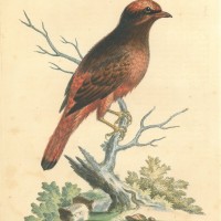 VÖGEL. - Redbird. Bild 1