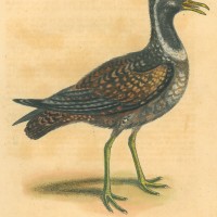 VÖGEL. - Regenpfeifer. Bild 1