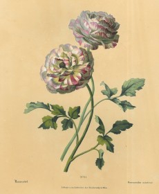 Picture 1