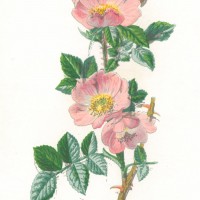 Picture 1