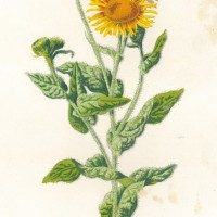 Picture 1