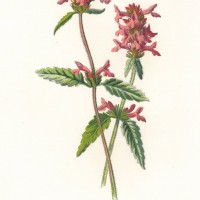 Picture 1