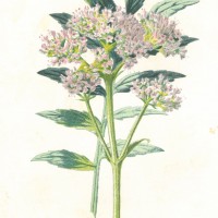 Picture 1