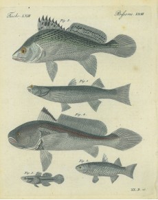 Picture 1