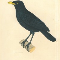 VÖGEL. - Glanzvogel. Bild 1