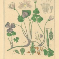HEILPFLANZEN. - Waldsauerklee. Picture 1