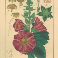 HEILPFLANZEN. - Stockrose. Bild 1