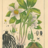 BLUMEN. - Schneerose. Bild 1