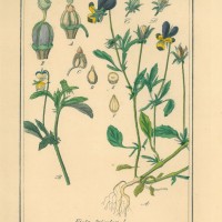 HEILPFLANZEN. - Wildes Stiefmütterchen. Picture 1