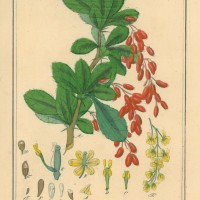 HEILPFLANZEN. - Berberitze. Picture 1