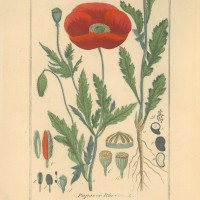 HEILPFLANZEN. - Mohn. Picture 1