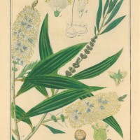 HEILPFLANZEN. - Cajeput. Bild 1