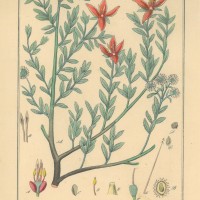 HEILPFLANZEN. - Ratanhia. Picture 1