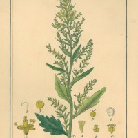 HEILPFLANZEN. - Mexikanischer Drüsengänsefuß. Picture 1