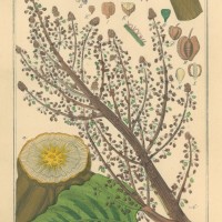 HEILPFLANZEN. - Rhabarbar. Picture 1