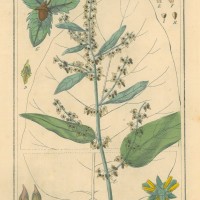 HEILPFLANZEN. - Ampfer. Picture 1