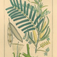 HEILPFLANZEN. - Akazie. Picture 1