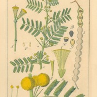 HEILPFLANZEN. - Akazie. Picture 1