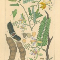 HEILPFLANZEN. - Tamarindenbaum. Bild 1