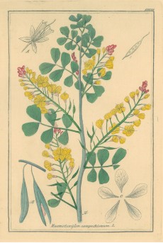 Picture 1