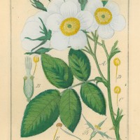 BLUMEN. - Rose. - Moschus-Rose. Picture 1