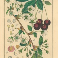 FRÜCHTE. - Kirsche. Bild 1