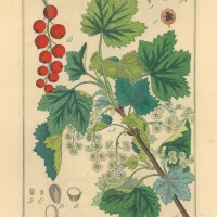 FRÜCHTE. - Johannisbeere. Picture 1