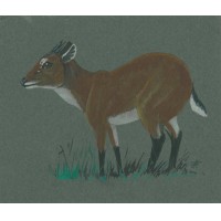 ANTILOPE. - Ogylbi-Ducker. Bild 1