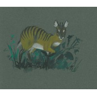 ANTILOPE. - Zebraducker. Bild 1