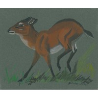 ANTILOPE. - Schwarzrückenducker. Picture 1