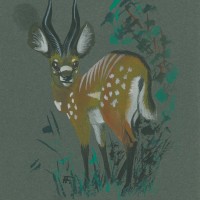 ANTILOPE. - Sitatunga. Bild 1