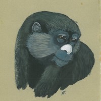 AFFE. - Meerkatze. Bild 1