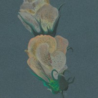 BLUMEN. - Malvengewächs. Picture 1
