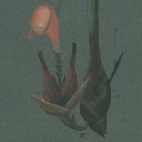 BLUMEN. - Ingwergewächs. Bild 1