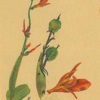 BLUMEN. - Indisches Blumenrohr. Bild 1