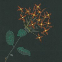 BLUMEN. - Malteserkreuzblume. Picture 1
