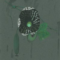 BLUMEN. - Pfeifenblume. Bild 1