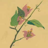 BLUMEN. - Bougainville. Bild 1