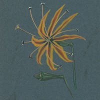 BLUMEN. - Ruhmeskrone. Picture 1
