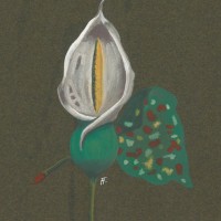 GIFTPFLANZEN. - Aronstabgewächs. Bild 1