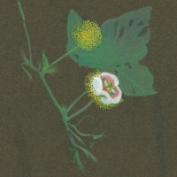 BLUMEN. - Blumennesselgewächs. Bild 1