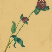 BLUMEN. - Kugelamarant. Bild 1
