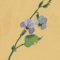 BLUMEN. - Akanthusgewächs. Bild 1