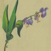 BLUMEN. - Commelinagewächs. Bild 1