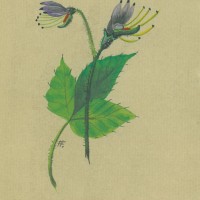 BLUMEN. - Kaperngewächs. Bild 1
